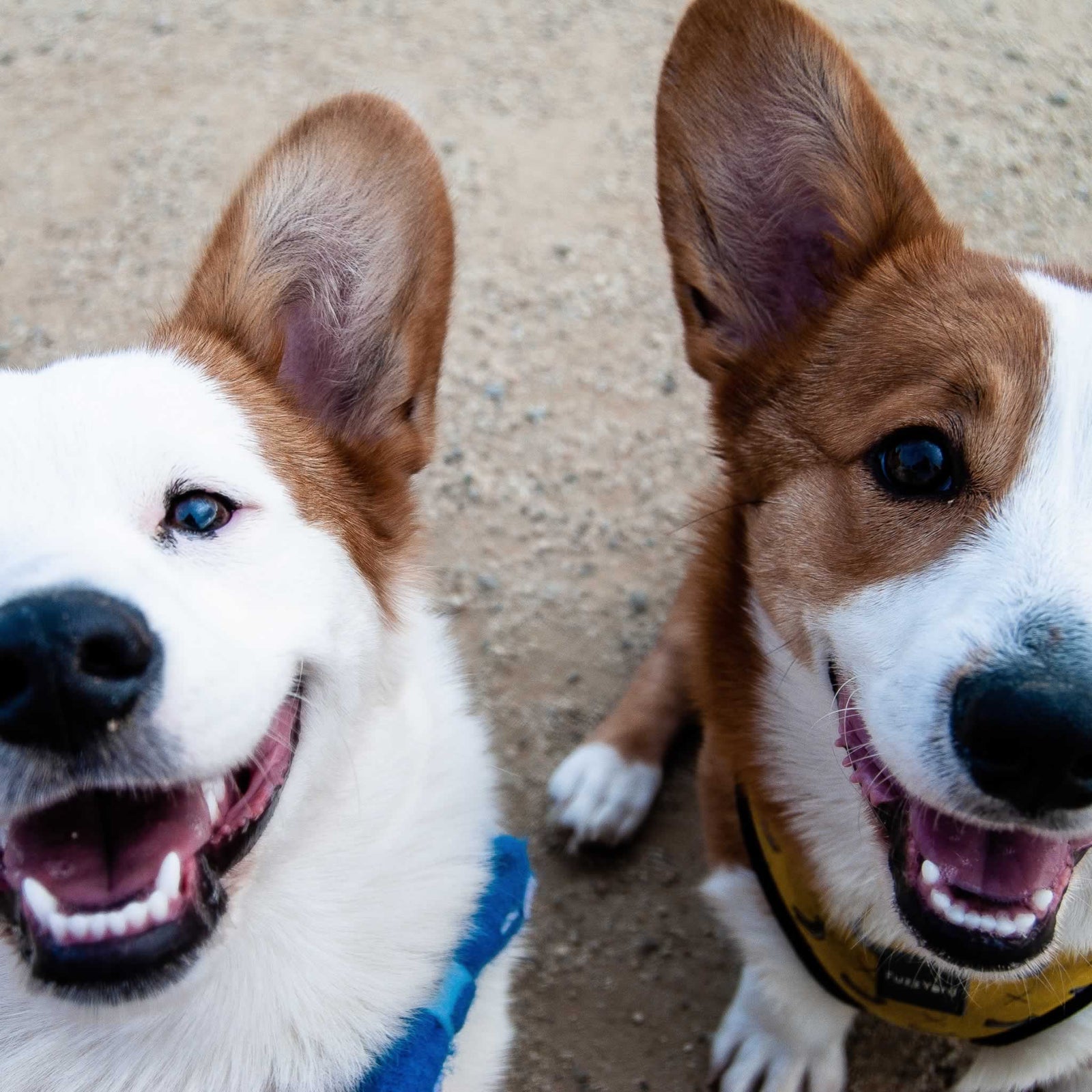 Two cute Corgi siblings staring up at you.