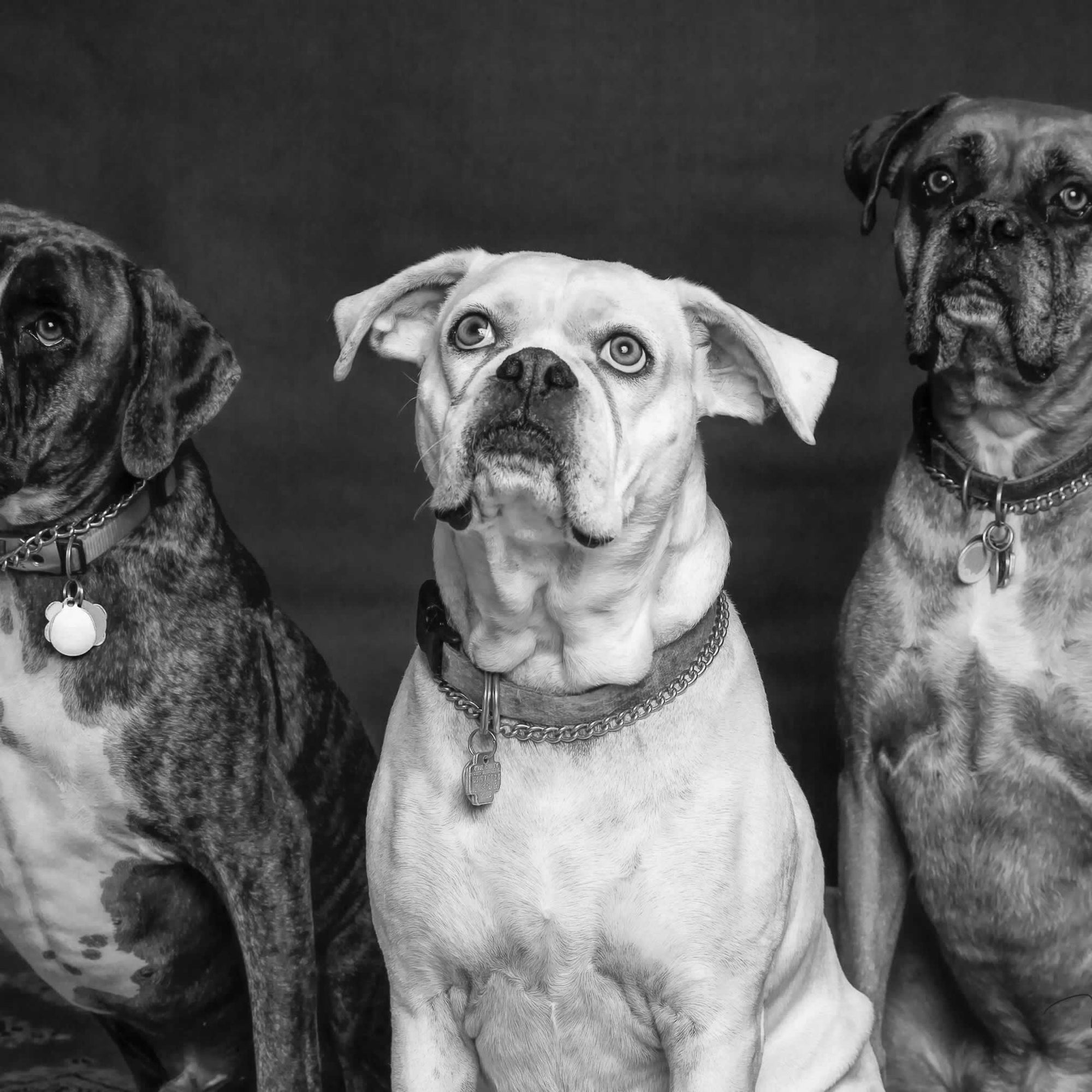 Three dogs sitting attentively shown in black and white.