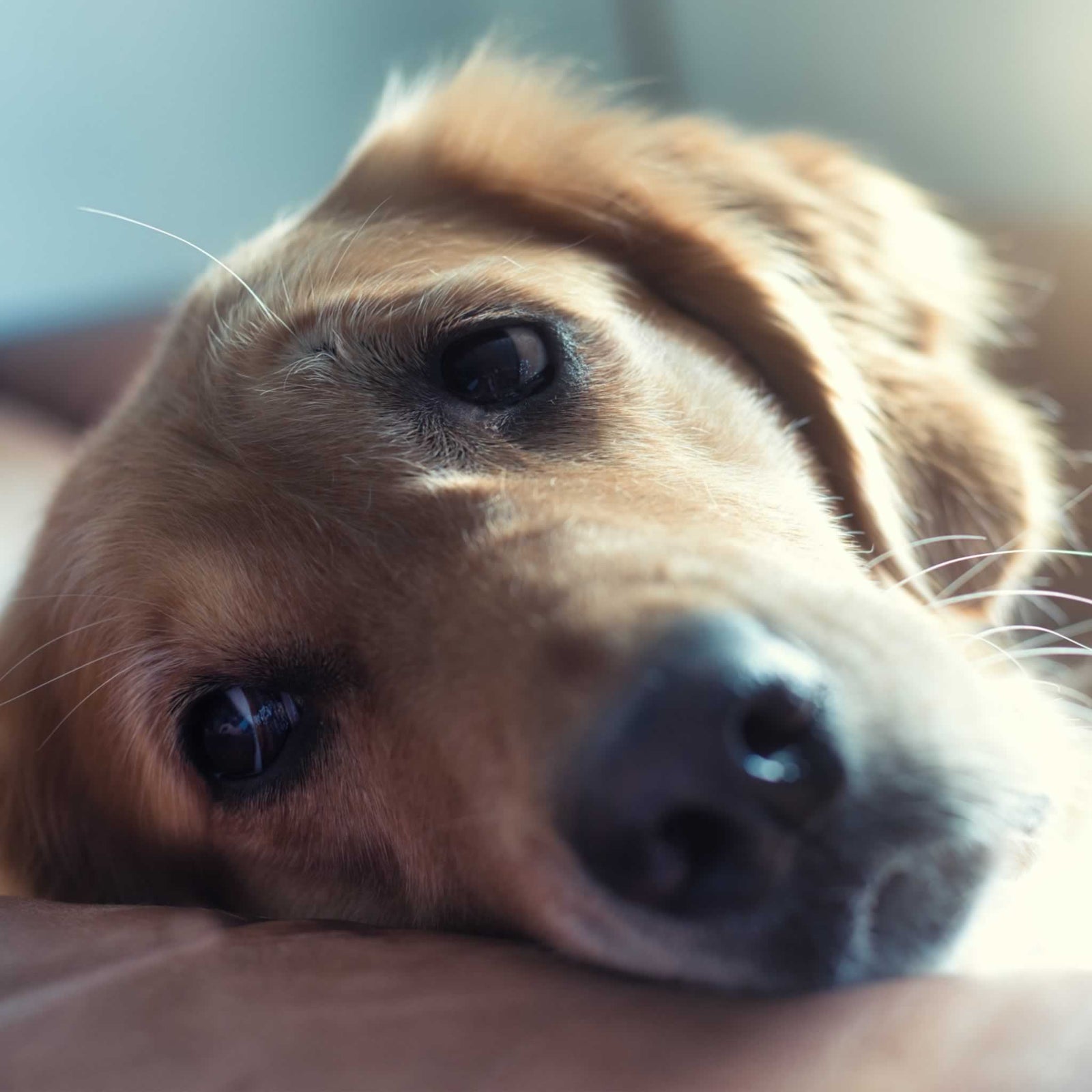 A sad Golden Retriever dog laying his head on a table.