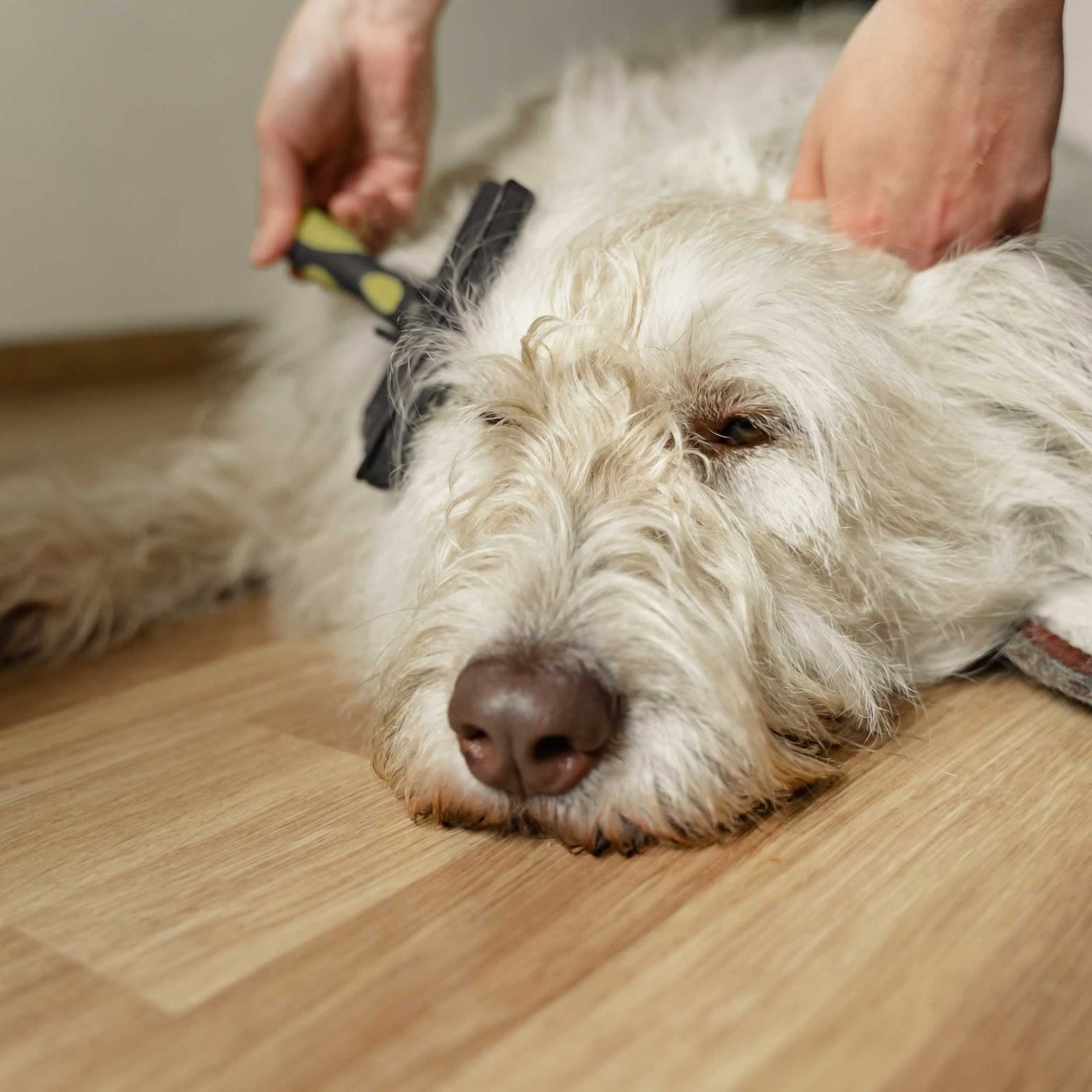 how often do you brush a goldendoodle