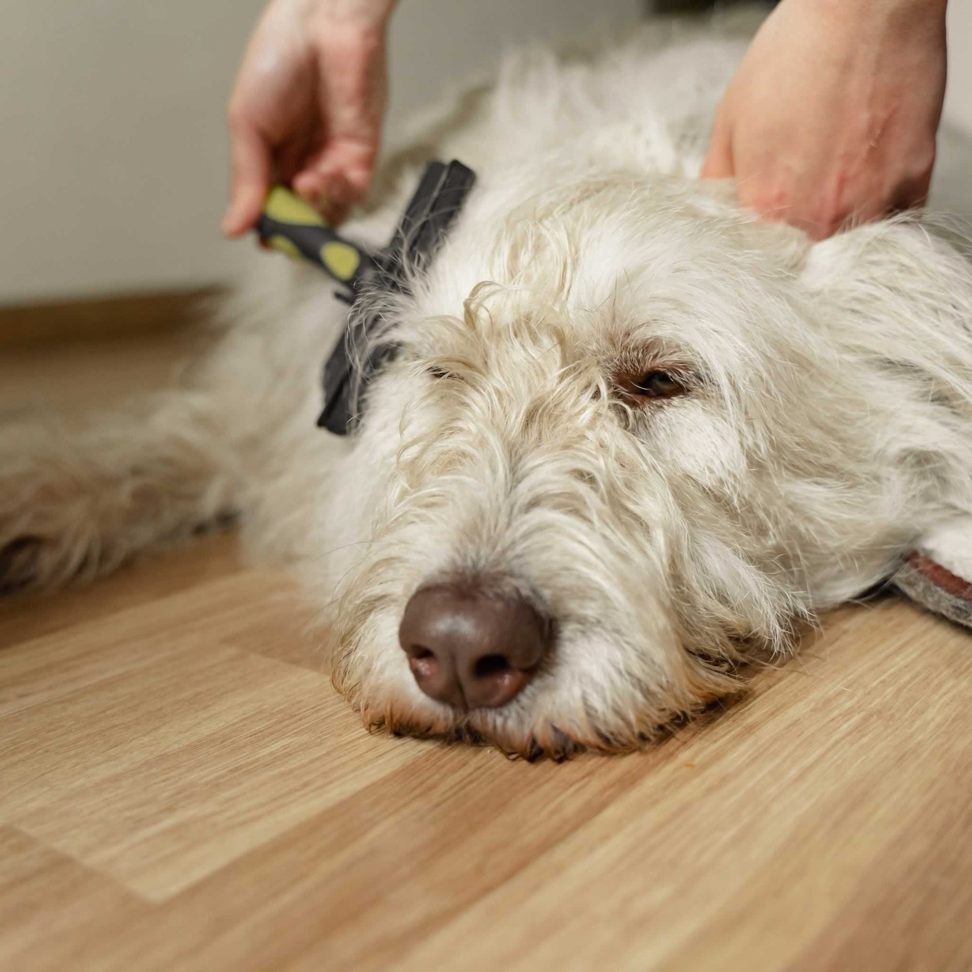 An old dog laying on the floor getting brushed by his owner.