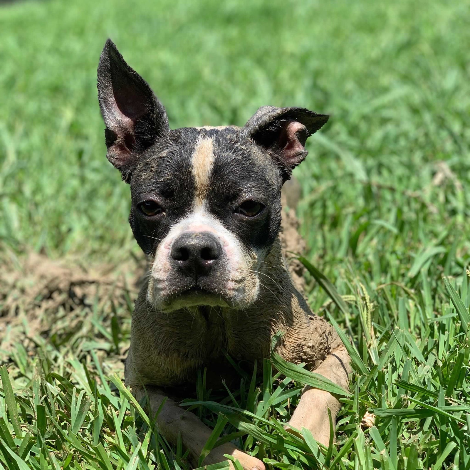 A black and white dog sitting in the grass covered in mud.