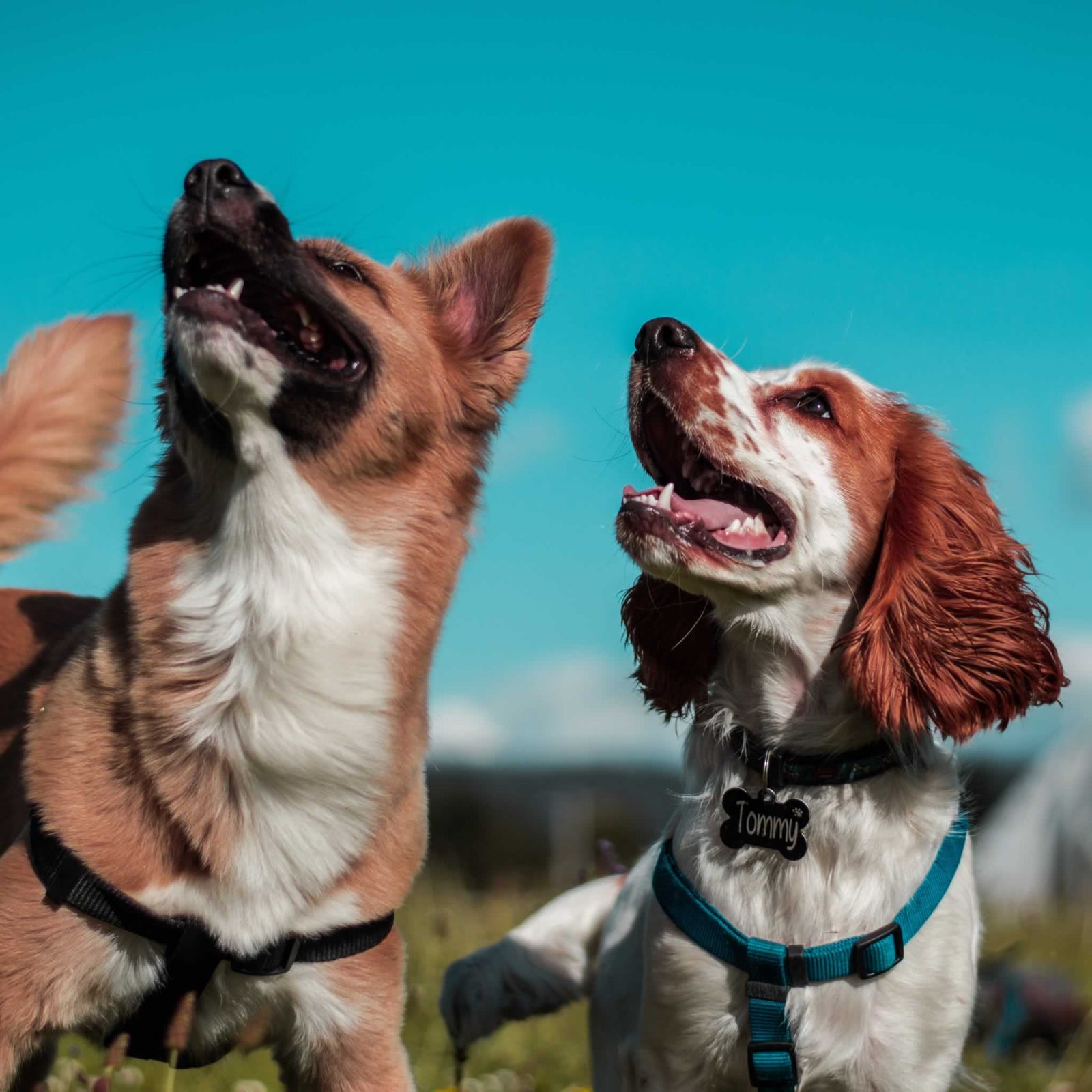 Two dogs on a leash looking up and to the left in front of a beautiful blue sky.