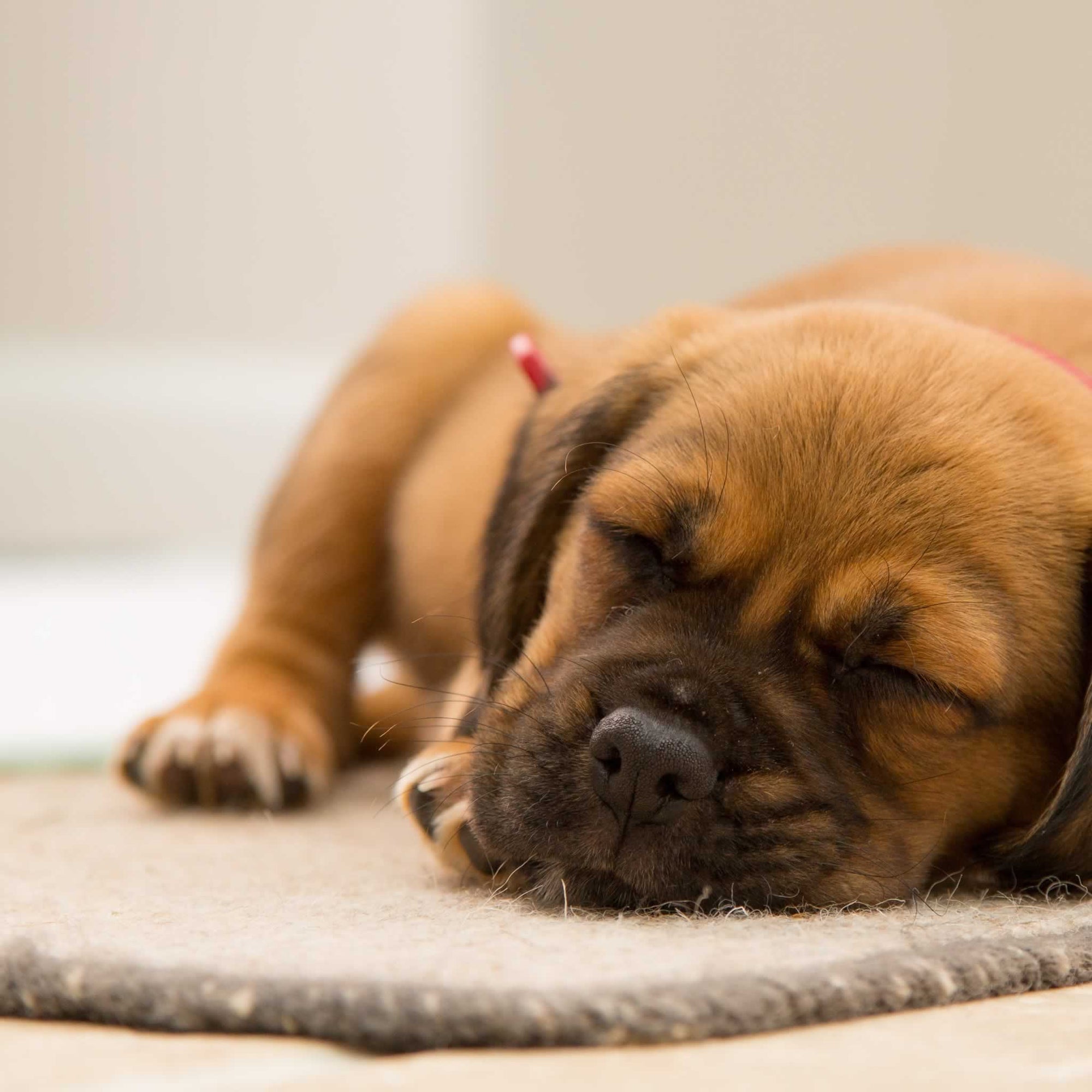 A puppy sleeping on a rug.