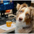 A dog sitting at a desk drinking coffee and trading stocks on a computer.