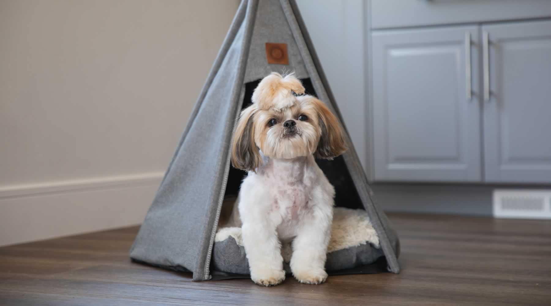 A Lhasa Apso dog sitting in a Pickle & Polly Pet Teepee Bed.