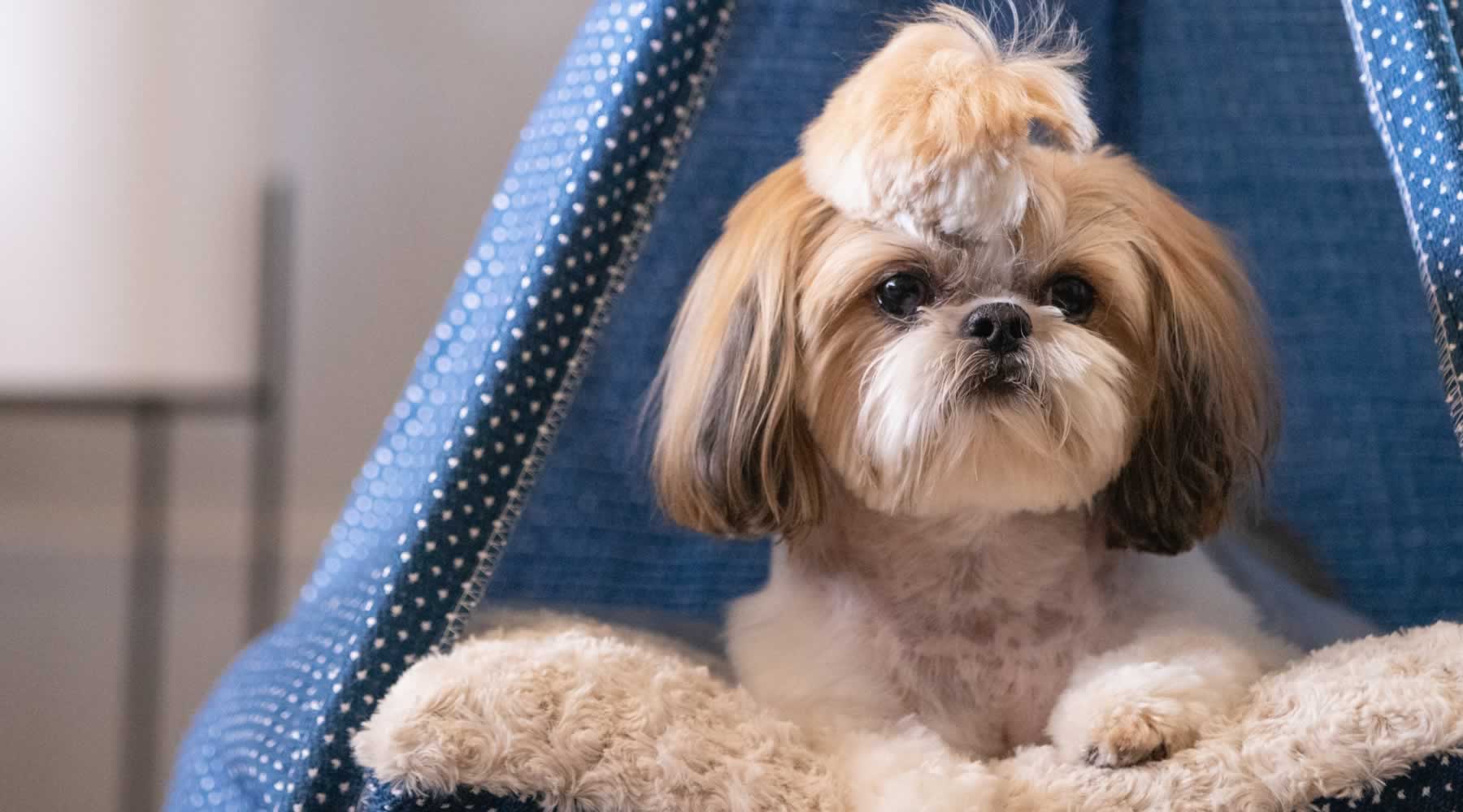 A Lhasa Apso dog laying in a Pickle & Polly Pet Teepee Bed.