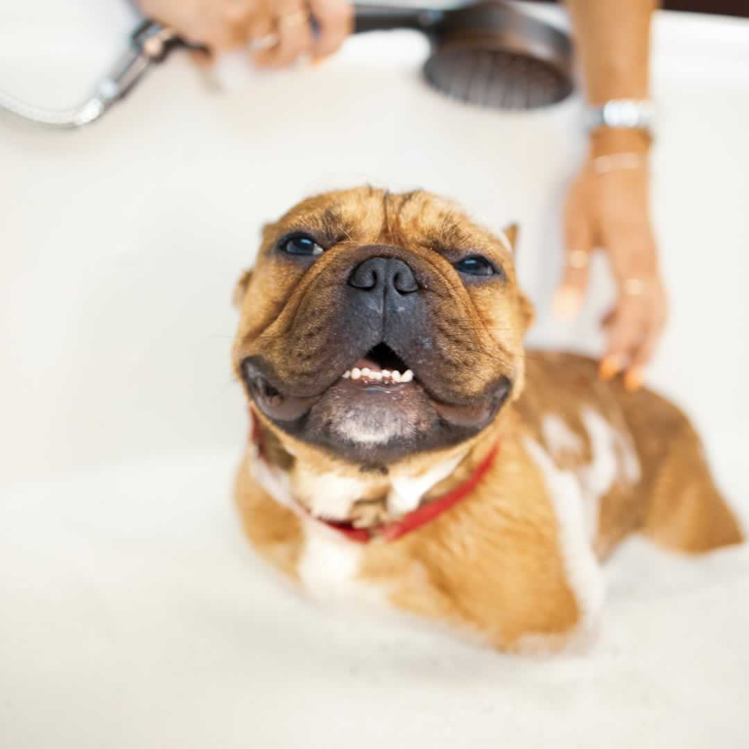 A Bulldog in a bathtub full of suds and bubbles getting rinsed off with a handheld sprayer.