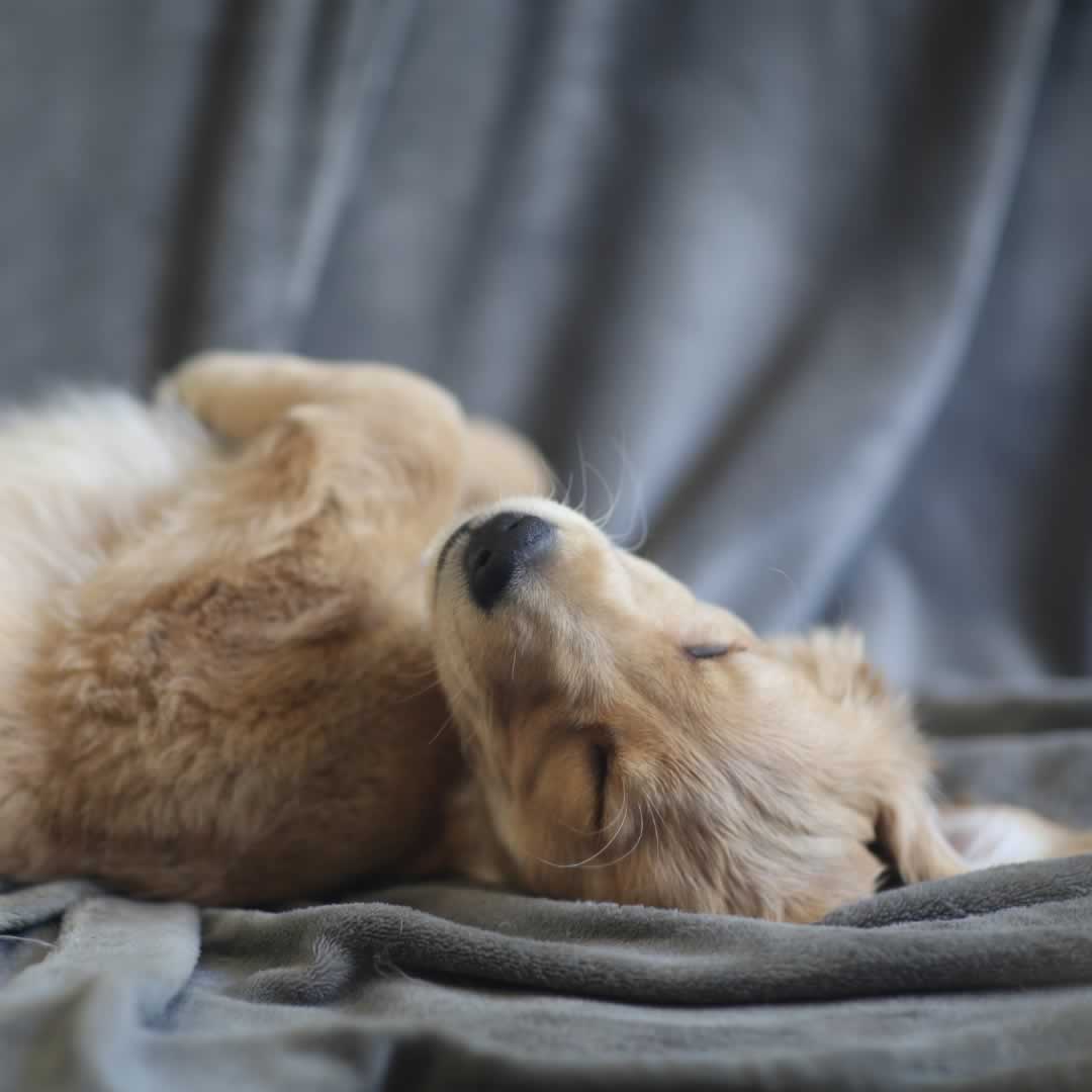 A Golden Retriever puppy sleeping on its back on a comfortable bed.