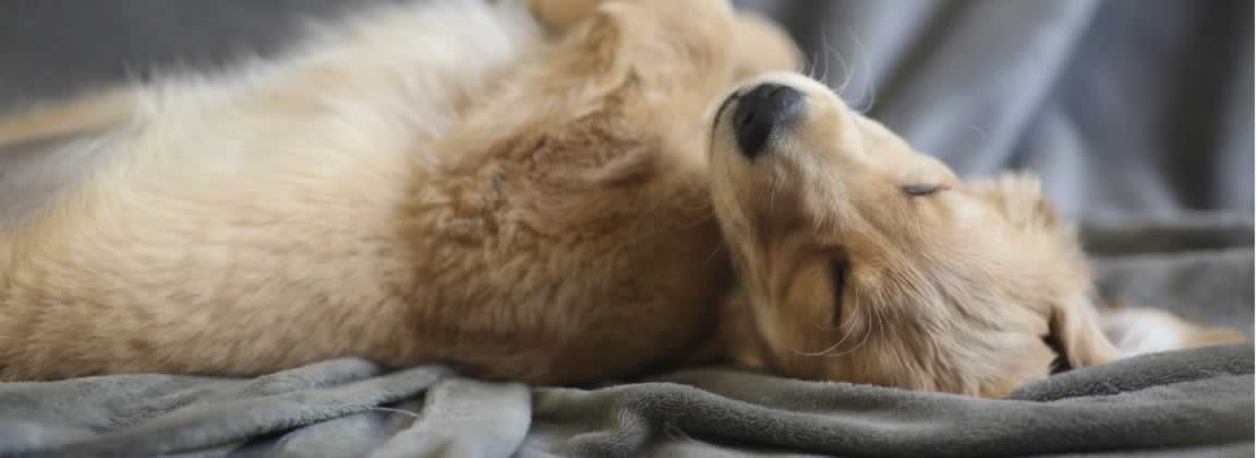 A Golden Retriever puppy sleeping on its back on a comfortable bed.