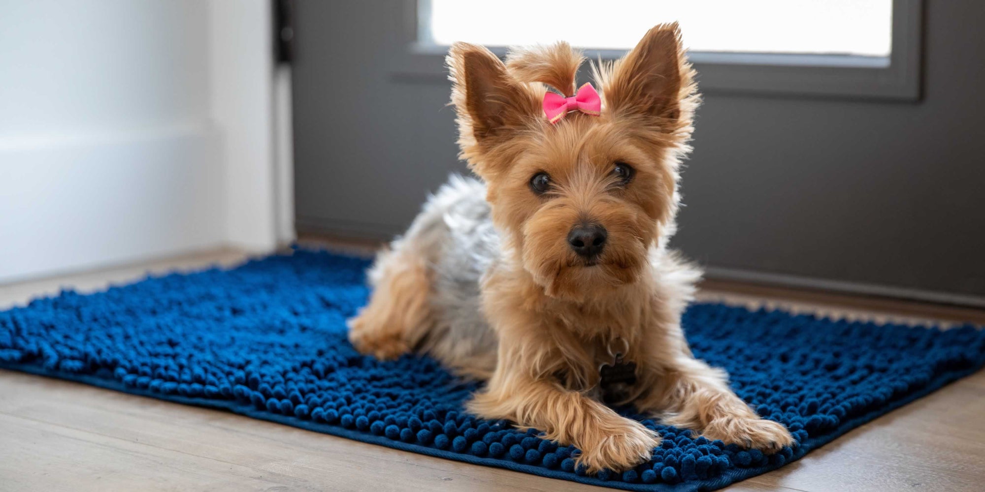 A Yorkie dog with a bow laying on a Pickle & Polly Pet Mat.