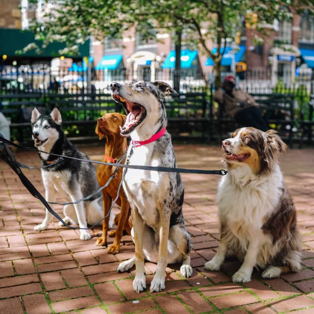 A group of dogs on separate leashes all sitting at a park in the city.