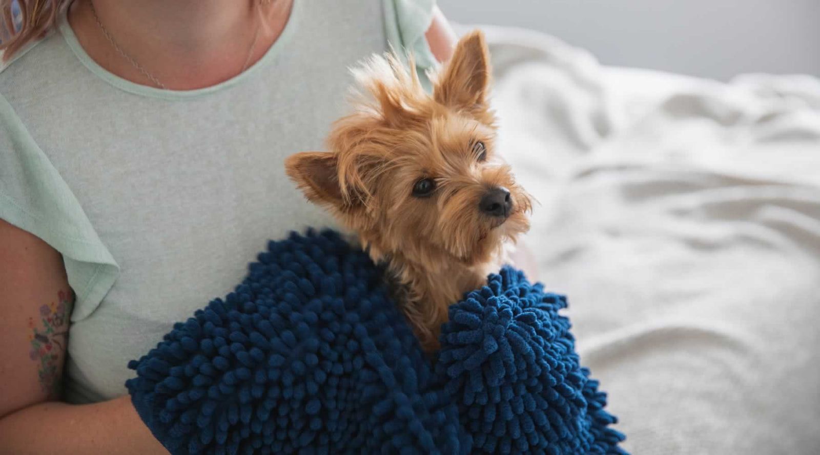 A Yorkie dog wrapper in a Pickle & Polly Pet Towel being held by a woman with a tattoo on her arm.