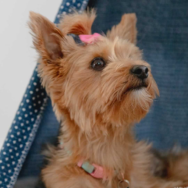 A Yorkie dog with a bow sitting in a Pickle & Polly Pet Teepee Bed.