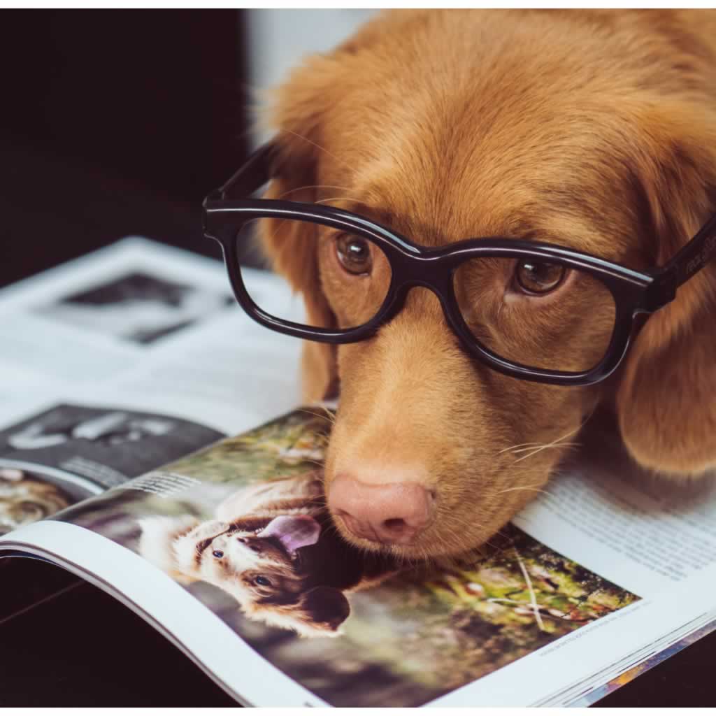 A Golden Retriever dog wearing eyeglasses reading a book about dogs.