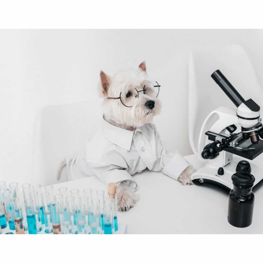 A Schnauzer dog dressed as a scientist, in a lab, using a microscope.
